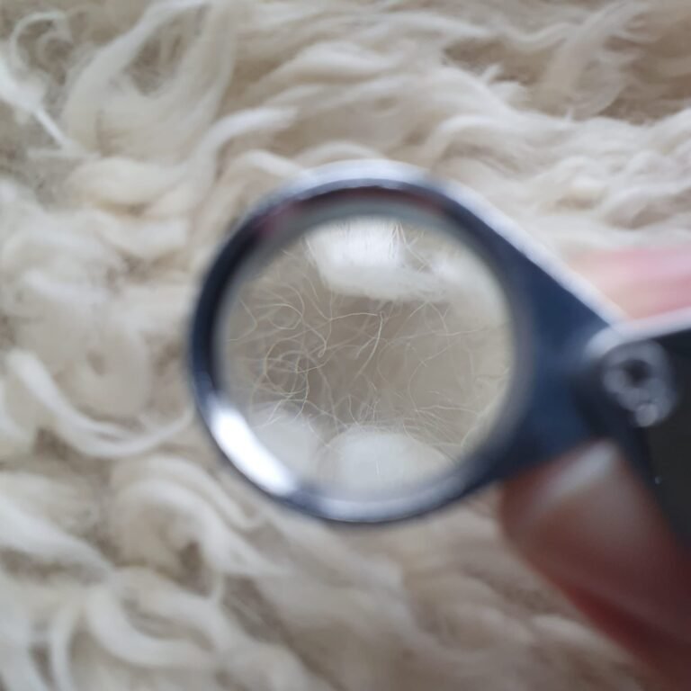 Raw wool, close-up