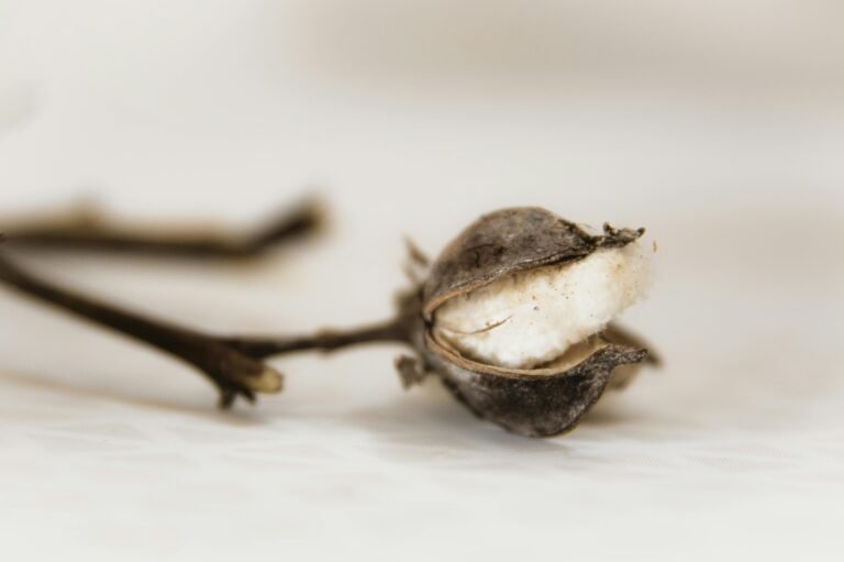 pexels magda ehlers pexels 3158023