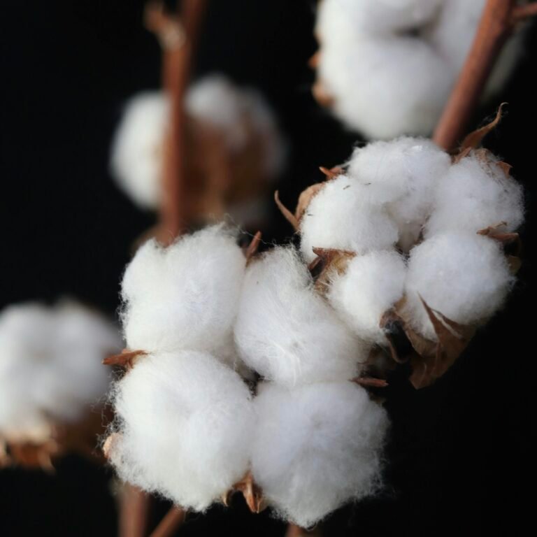 pexels maisonlighthouse 35081362